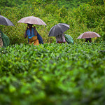 Load image into Gallery viewer, Gold (Box) Assam CTC Tea