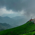 Load image into Gallery viewer, Finest Assam CTC Tea