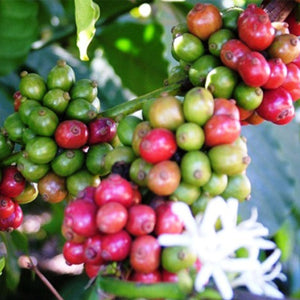 Arabica Washed - Coorg