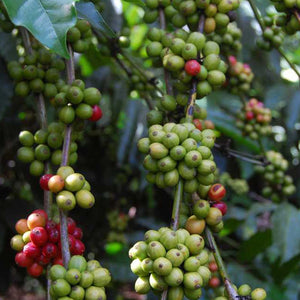 Arabica Organic Coffee - Coorg
