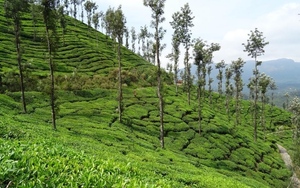 Chikmagalur