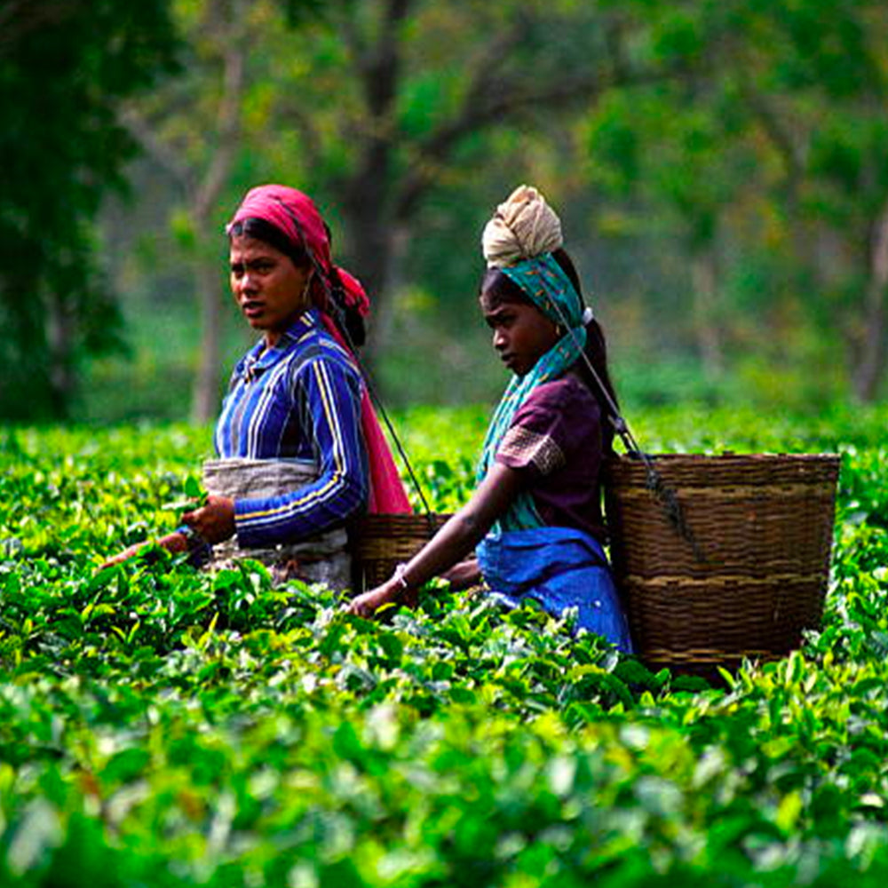 Top Assam CTC Tea