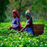Load image into Gallery viewer, Top Assam CTC Tea
