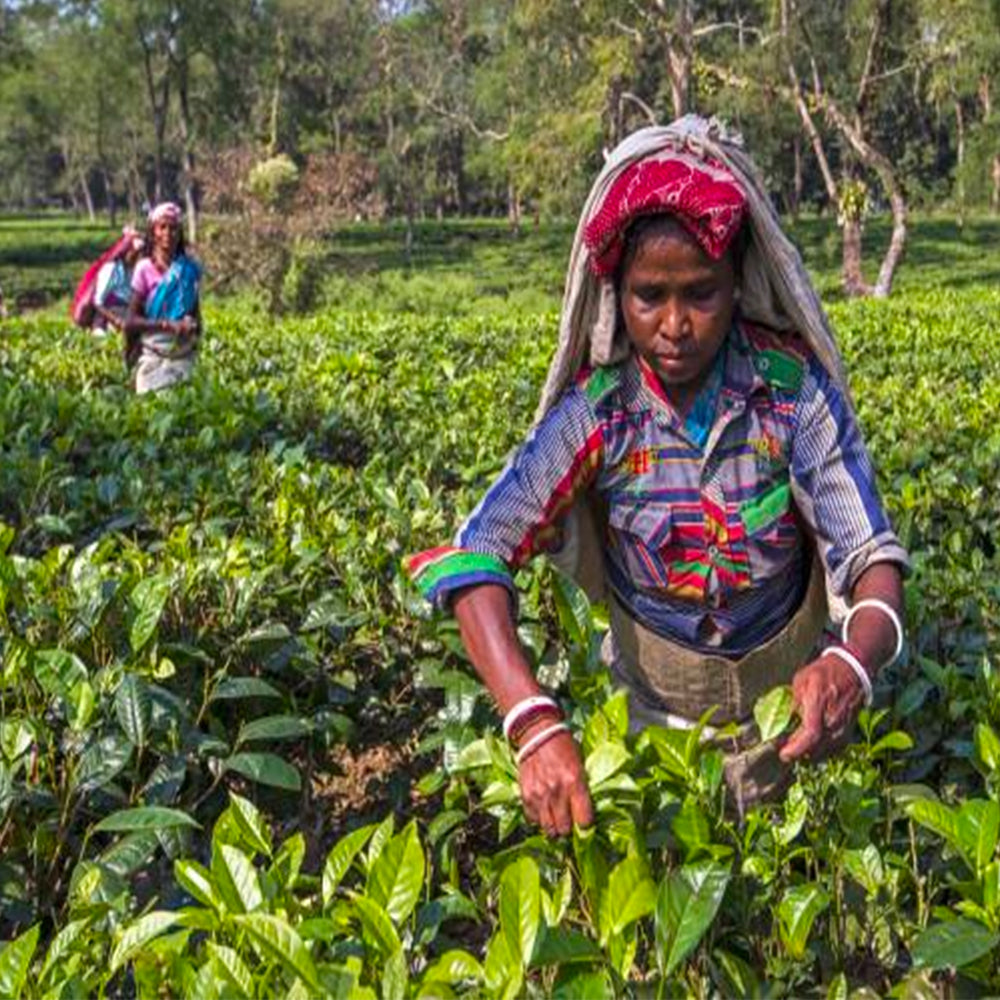 Garden Fresh Assam CTC Tea