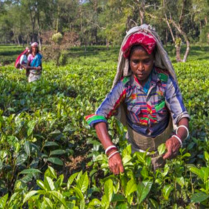 Garden Fresh Assam CTC Tea