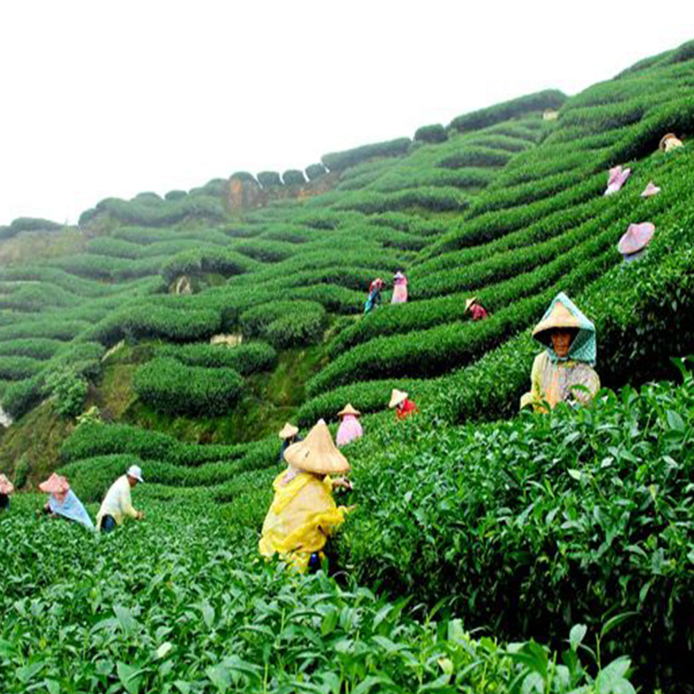 Premium Assam CTC Tea