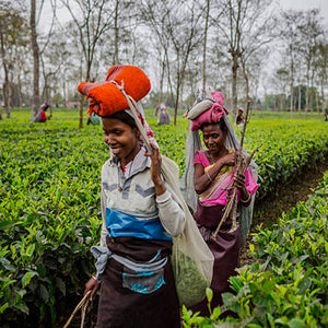 Extra Special Assam CTC Tea